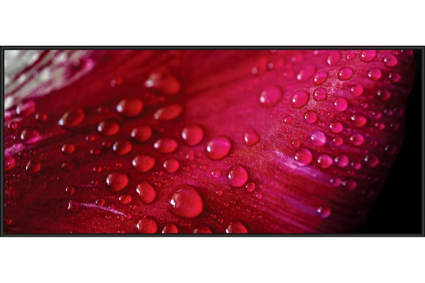 Магнитная настенная доска «Лепесток розы» | Интернет-магазин Artboardmagic!