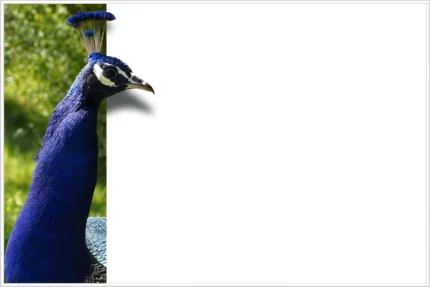Магнитно-маркерная настенная доска «Синий Павлин» | Интернет-магазин Artboardmagic!