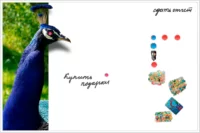 Магнитно-маркерная настенная доска «Синий Павлин» | Интернет-магазин Artboardmagic!